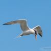 Elegant Tern