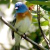 Lazuli Bunting