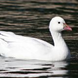 Ross' Goose