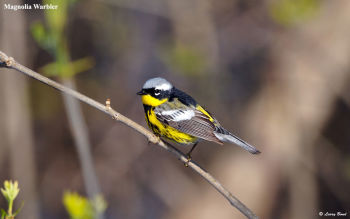 Magnolia Warbler