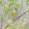 Virginia's Warbler