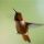 Rufous Hummingbird