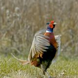 Male drumming