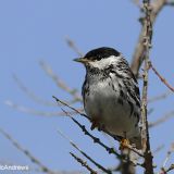 Blackpoll Warbler