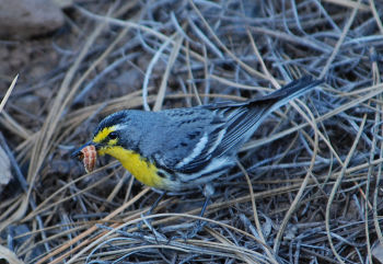 Grace's Warbler