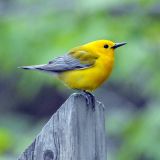 Prothonotary Warbler