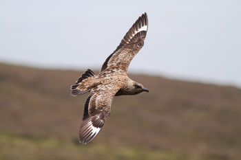 Great Skua