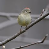 Male Ruby-crowned Kinglet