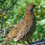 Female - May 27 - Yoho National Park, British Columbia, in its summer coat..