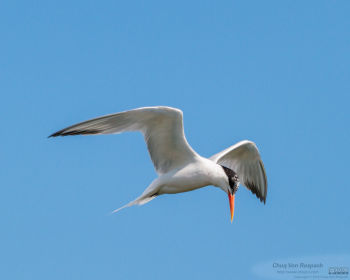 Elegant Tern