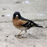 Male in breeding plumage