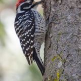 Male - Grover Beach, California, US - February 13, 2011