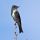 Olive-sided Flycatcher