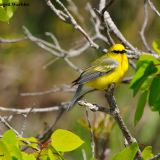 Malee Blue-winged Warbler