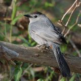 Gray Catbird