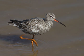 Breeding plumage - April 8.