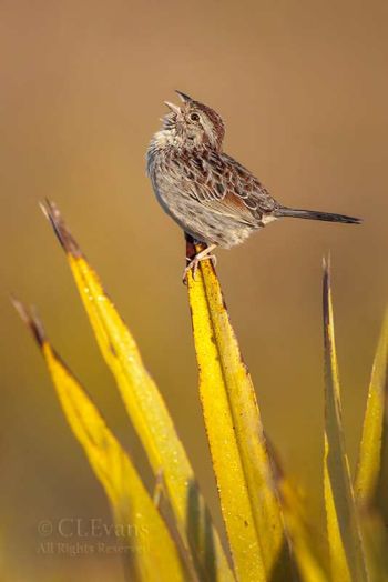 Kissimmee Prairie Preserve State Park - Florida USA - March 14, 2011