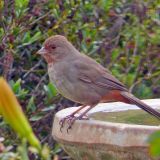 At the bird bath