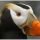 Tufted Puffin