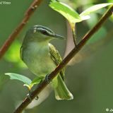 Red-eyed Vireo