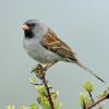 Black-chinned Sparrow