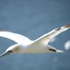 Northern Gannet