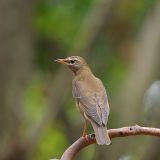 Eyebrowed Thrush