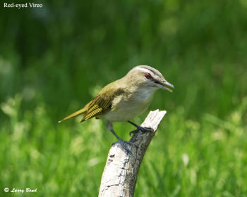 Red-eyed Vireo