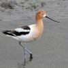 American Avocet