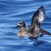 Solander's Petrel