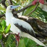 Red-footed Booby