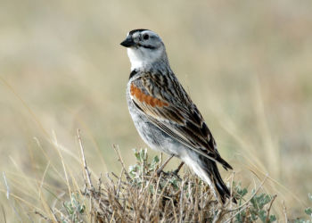 Sand Hills Ranch, Rock River, Albany Co., Wyoming - June 2012