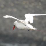 Red-tailed Tropicbird