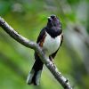 Eastern Towhee