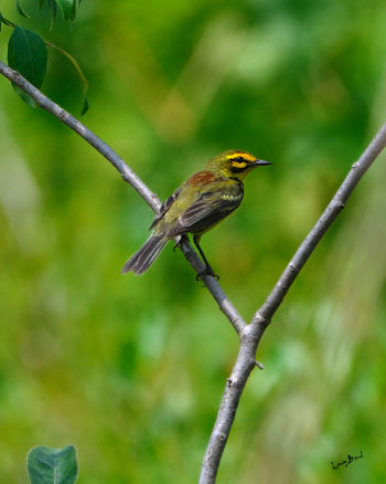 Praire Warbler