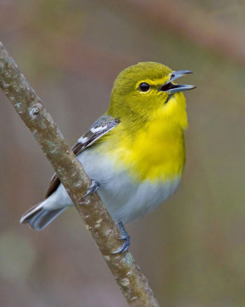 Yellow-throated Vireo