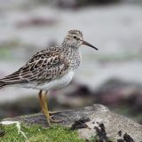 Pectoral Sandpiper