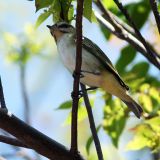 Black-whiskered Vireo