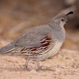 Female - near the Salton Sea