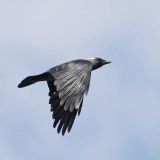 In flight - Altamura, Italy - June 6, 2008