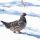 Spruce Grouse