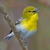 Yellow-throated Vireo