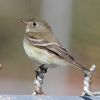 Dusky Flycatcher