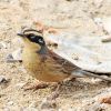 Siberian Accentor