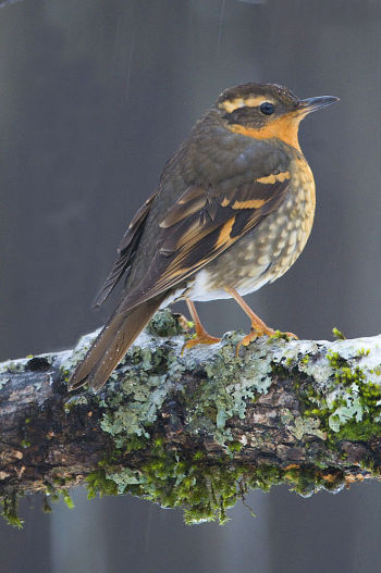 Female