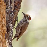 Adult male - Chiricahua Mountains, SE Arizona - April 2012