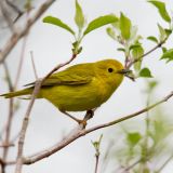 Female Yellow Warbler