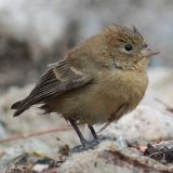 Varied Bunting