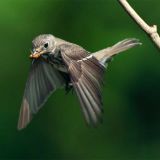 In flight