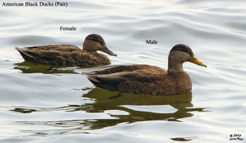 American Black Duck